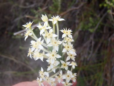 Struthiola martiana, photographed by Nicola van Berkel