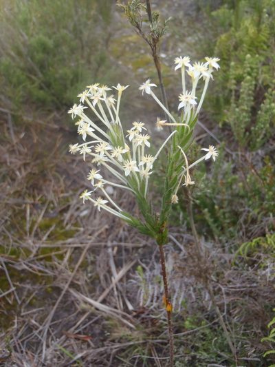 Struthiola martiana, photographed by Nicola van Berkel