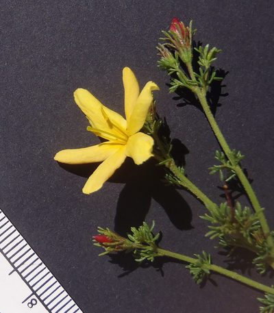 Menodora africana, photographed by Nicola van Berkel