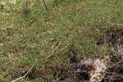 Paspalum distichum, photographed by Tony Rebelo
