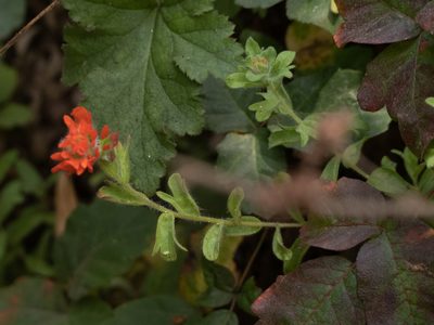 Castilleja wightii, photographed by Karen and Mike