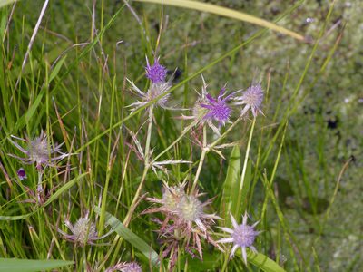 Eryngium hookeri, photographed by Michelle W. （鍾偉瑋）