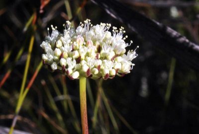 Hermas quercifolia, photographed by Tony Rebelo