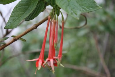 Fuchsia fulgens, photographed by Viacheslav Shalisko