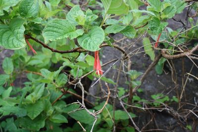 Fuchsia fulgens, photographed by Viacheslav Shalisko