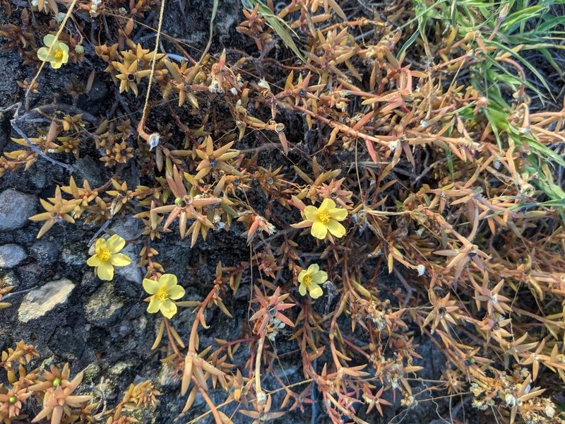 Portulaca rubricaulis, photographed by Eric Knight