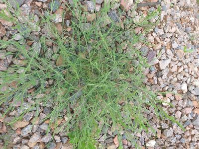 Salsola collina, photographed by Dmitriy Bochkov