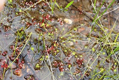 Isolepis hystrix, photographed by Tony Rebelo