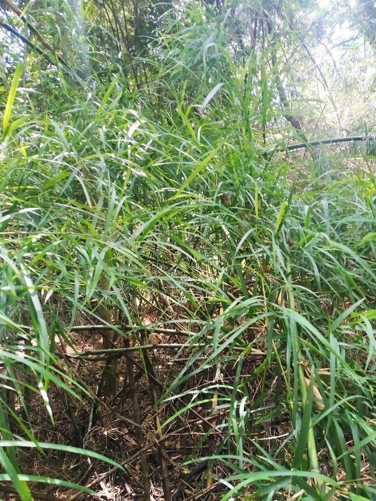 Guadua longifolia, photographed by Luis Mora