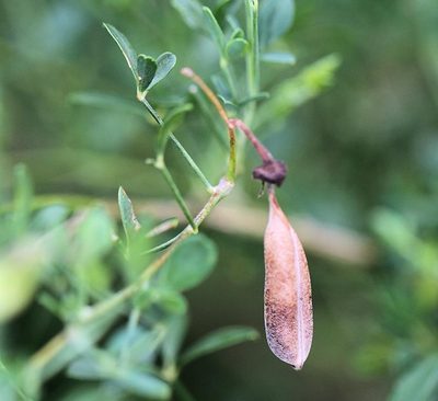 Crotalaria monteiroi, photographed by Wynand Uys