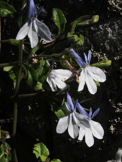 Lobelia cuneifolia, photographed by Tony Rebelo