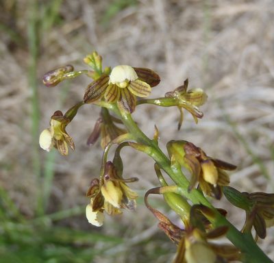 Eulophia cochlearis, photographed by Nicola van Berkel