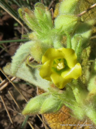 Hermannia gerrardii, photographed by Peter Warren