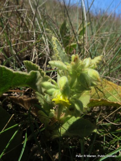 Hermannia gerrardii, photographed by Peter Warren