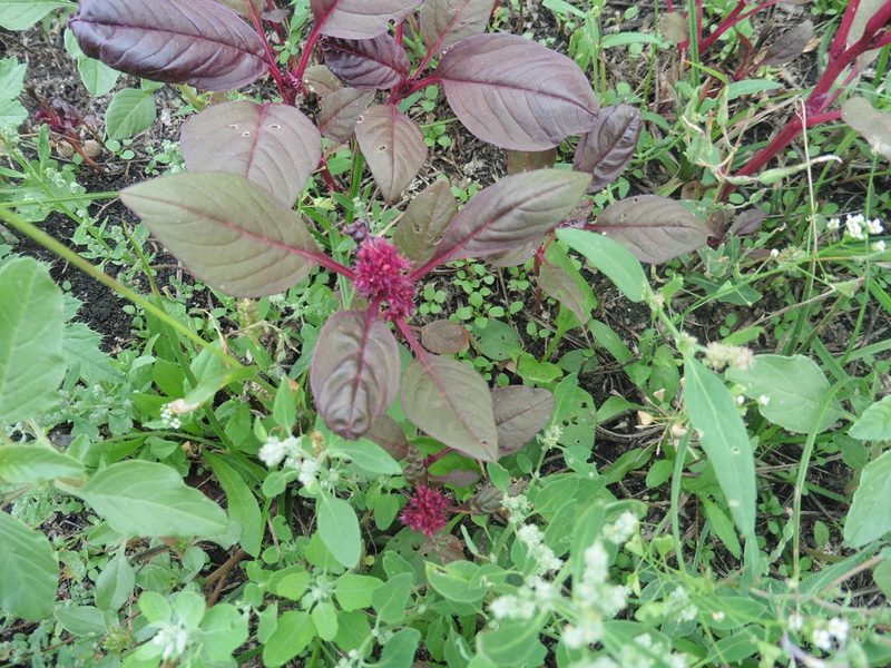 Amaranthus cruentus, photographed by Силаева Татьяна Борисовна