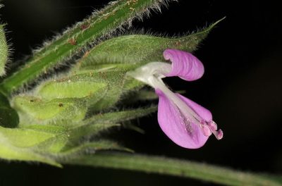 Dicliptera heterostegia, photographed by Wynand Uys