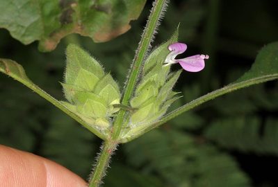 Dicliptera heterostegia, photographed by Wynand Uys