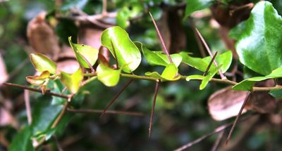 Dovyalis rhamnoides, photographed by Tony Rebelo