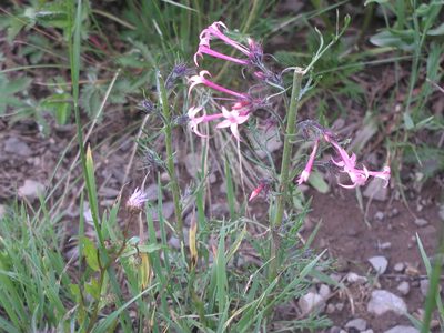 Ipomopsis tenuituba, photographed by Craig Martin