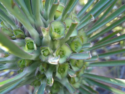 Euphorbia clandestina, photographed by Nicola van Berkel
