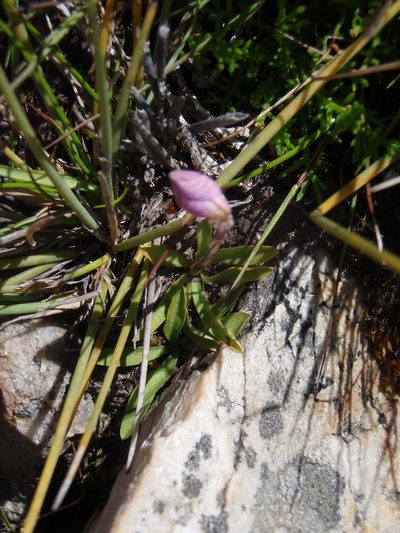 Disa schizodioides, photographed by Nicola van Berkel