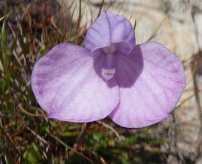 Disa schizodioides, photographed by Nicola van Berkel