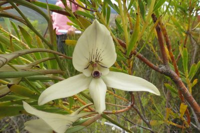 Disa schlechteriana, photographed by Brian du Preez