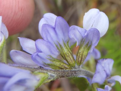 Psoralea racemosa, photographed by Nicola van Berkel