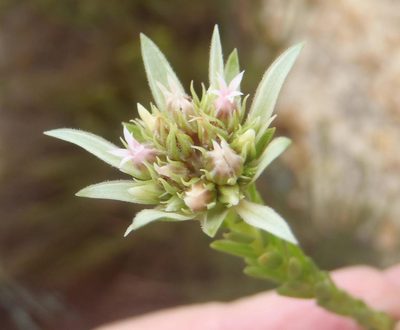Euchaetis longibracteata, photographed by Nicola van Berkel