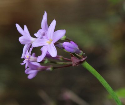 Tulbaghia maritima, photographed by Tony Rebelo