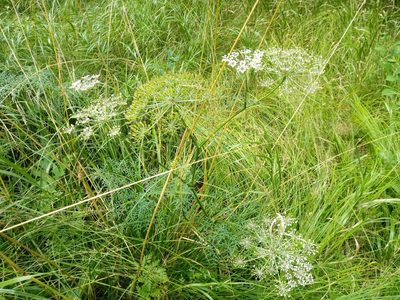 Peucedanum palustre, photographed by Vladimír Fuka