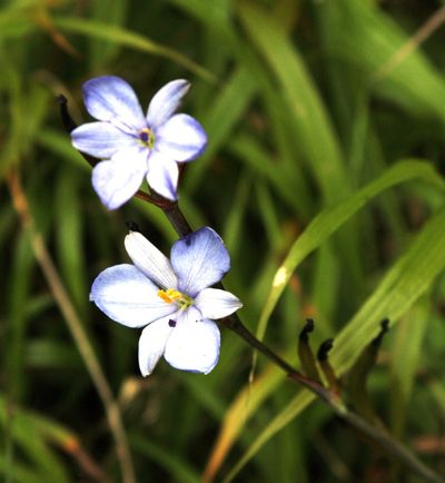 Aristea ensifolia, photographed by Tony Rebelo