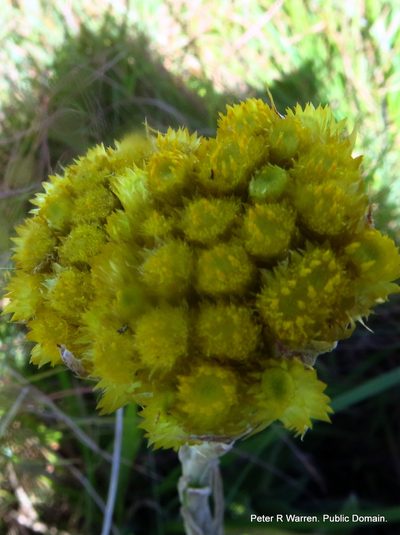 Helichrysum cephaloideum, photographed by Peter Warren