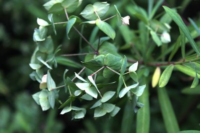 Euphorbia kraussiana, photographed by Tony Rebelo