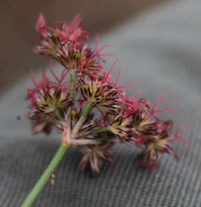 Juncus cephalotes, photographed by Tony Rebelo