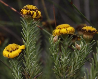 Oedera fruticosa, photographed by Tony Rebelo