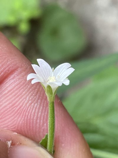 Epilobium roseum, photographed by Thomas Ebner