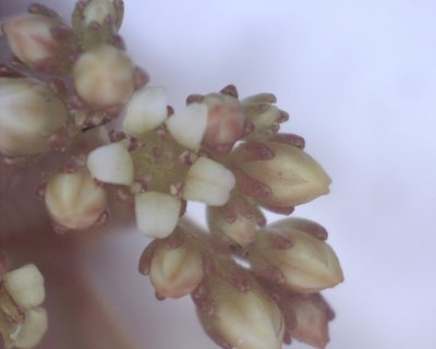 Crassula cymosa, photographed by Jacques van der Merwe