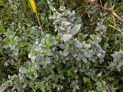 Salix repens, photographed by Michel Langeveld