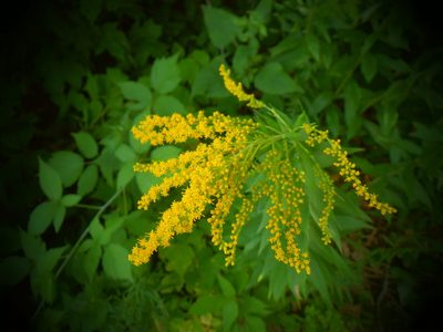 Solidago juncea, photographed by Eric Schmidt