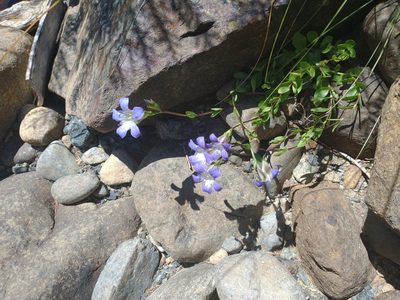Gentiana setigera, photographed by Drew Meyer