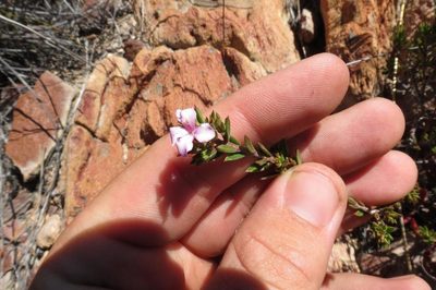 Acmadenia maculata, photographed by Brian du Preez