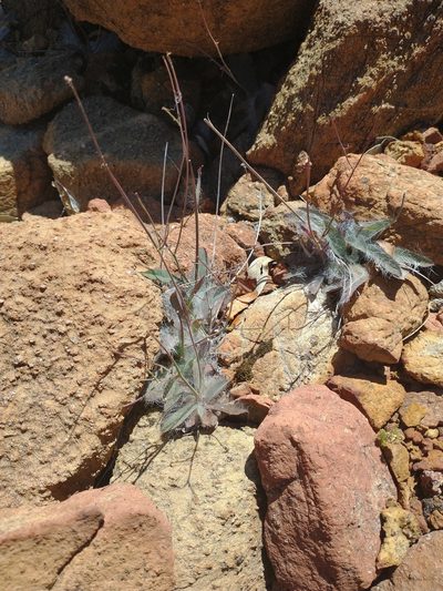 Hieracium bolanderi, photographed by Drew Meyer