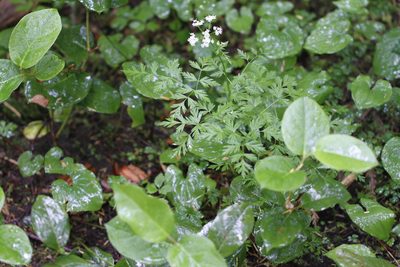 Ligusticum calderi, photographed by J Straka