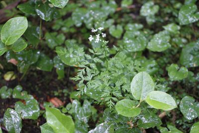 Ligusticum calderi, photographed by J Straka