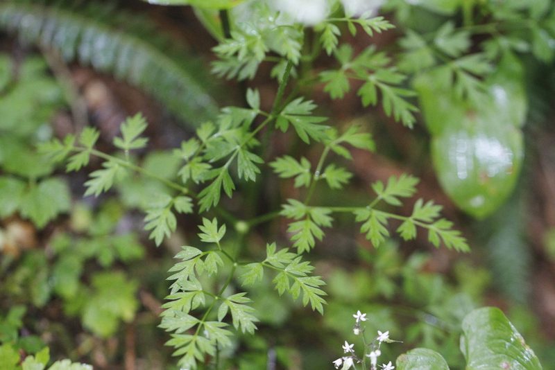 Ligusticum calderi, photographed by J Straka