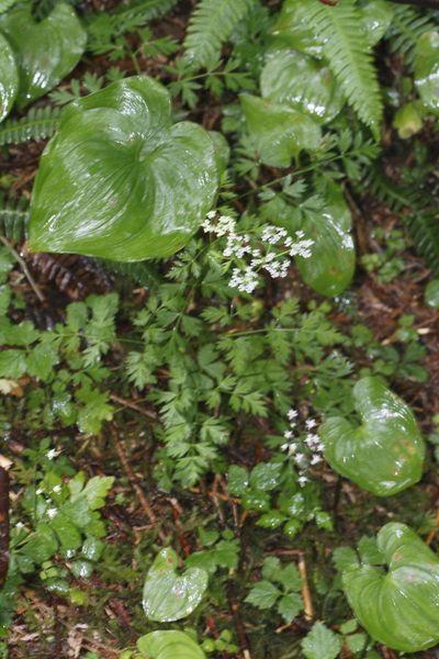 Ligusticum calderi, photographed by J Straka
