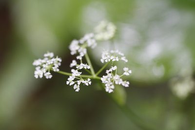 Ligusticum calderi, photographed by J Straka