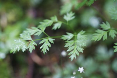 Ligusticum calderi, photographed by J Straka