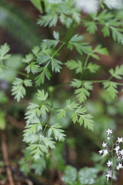 Ligusticum calderi, photographed by J Straka